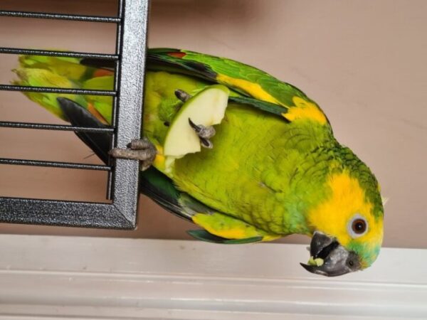 Amazon Parrots Available For Sale