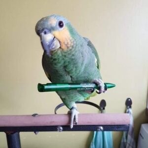 amazon parrot For Sale