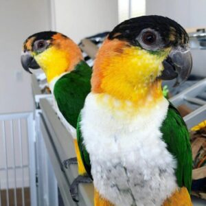 2 Black Crested Head Caique Parrot