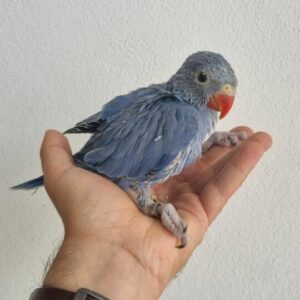 2 Months Adorable Blue Parakeet For Sale
