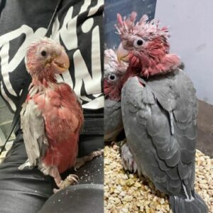 Baby Galah cockatoo