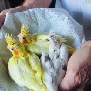 3 Beautiful Hand Reared Baby Cockatiels For Sale