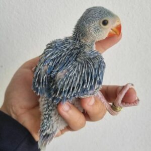 3 Months Amazing Caique Parrot For Sale
