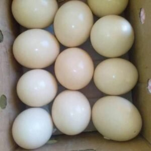 37 Amazon Parrot Eggs