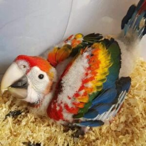 6 Months Adorable Scarlet Macaws Available For Sale