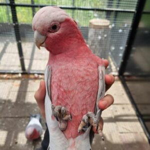 6 Months Beautiful Galah Cockatoo