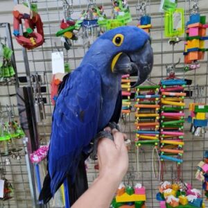 Adorable Hyacinth Macaw For Sale Today