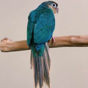 Baby Black Capped Conure