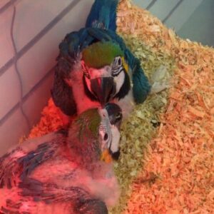 Beautiful 4 Months Old Blue and Gold Macaw Parrot