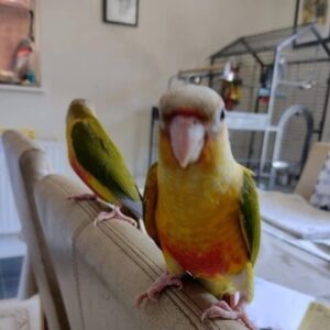 Talking Conure For Sale