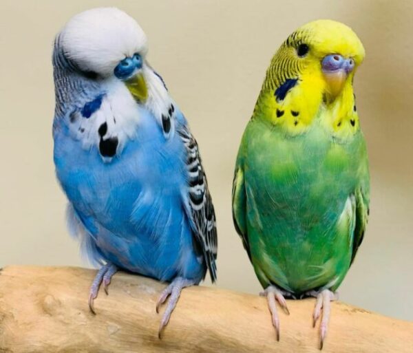 Beautiful Love Birds Available