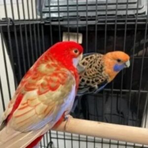 Rosella Parrot For Sale