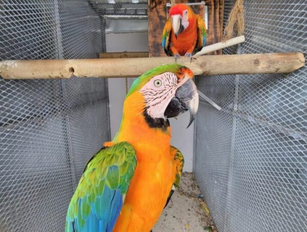 Colorful Blue Gold Macaw For Sale