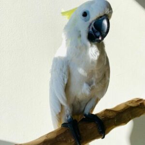 Cute Cockatoo Parrot