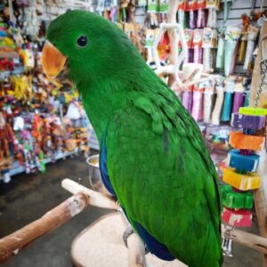 Cute Indian ringneck for sale