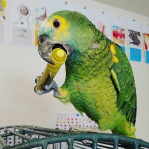 Cute Yellow Head Crested Amazon Parrot For Sale