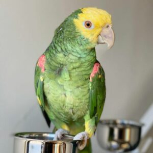 Double Yellow Headed Amazon Parrot For Sale