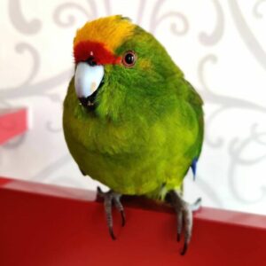 Get A Female Kakariki Parrot