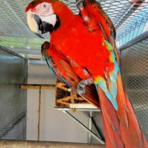 Look At Our Cute Scarlet Macaw