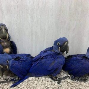 Our 6 Months Old Hyacinth Macaws Are Available for Sale