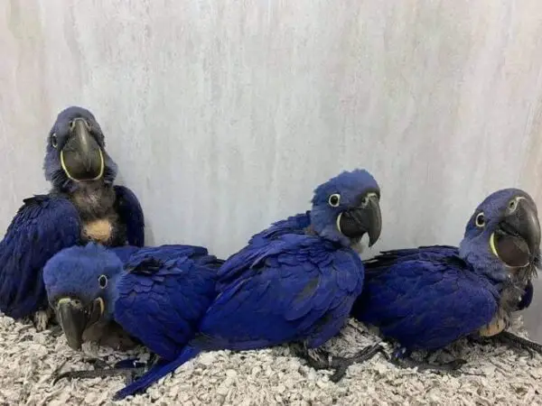 Our 6 Months Old Hyacinth Macaws Are Available for Sale