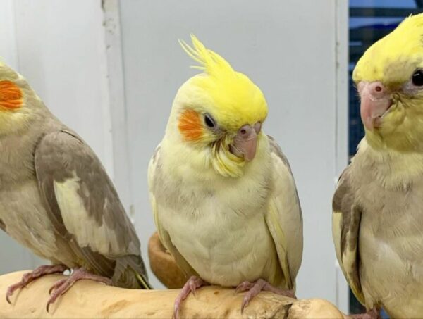 Six (6) Handfed Baby Cockatiels Available For Sale