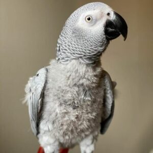 6 Months Amazing African Grey Parrot For Sale