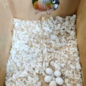 7 Conure Eggs Available For Sale - Order 1 Today