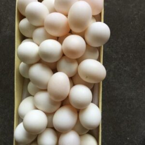 80 Adorable Macaw Parrot Eggs Available For Sale