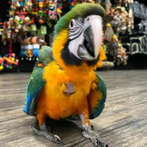 Adorable macaw for sale