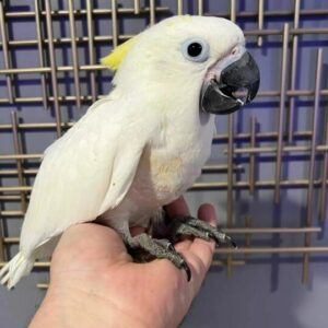 cockatoo for sale